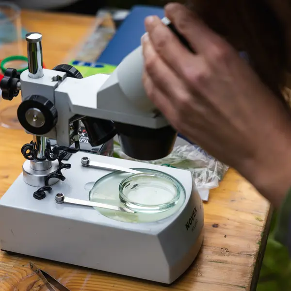 2025 Larven der Eintagsfliege unter der Lupe